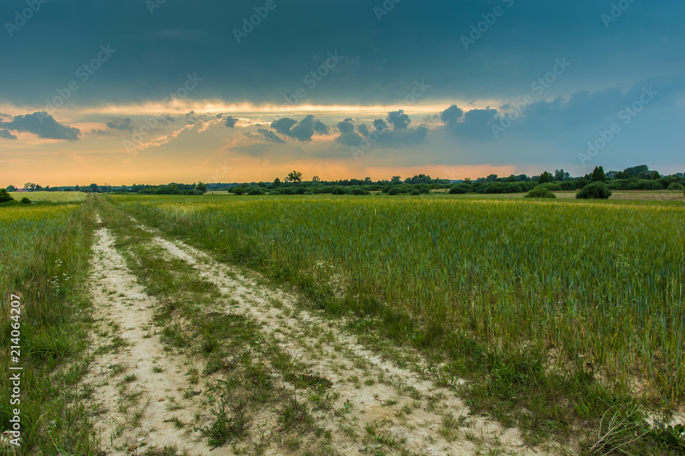 Road through a field of green cereals and dark clouds at sunset