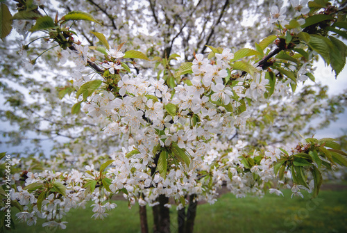 Pear tree in a small orchard in Masovian Voivodeship of Poland