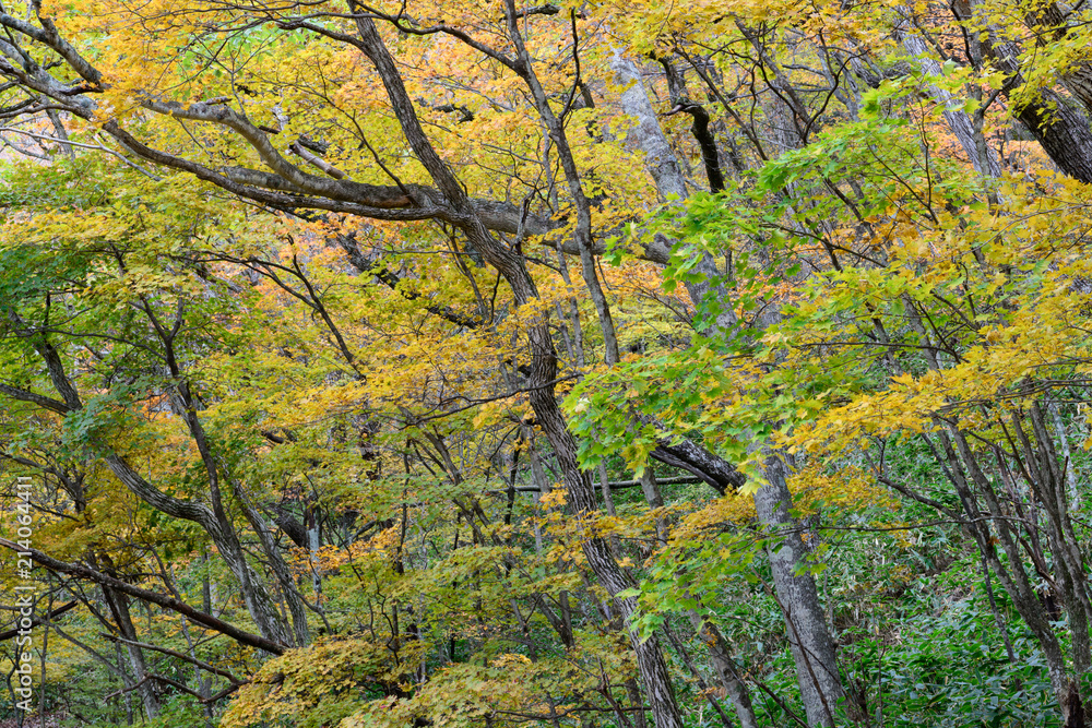 赤城山の紅葉