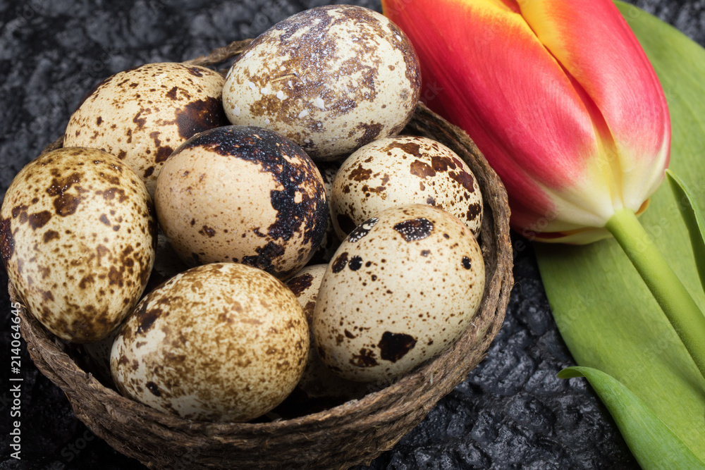 Obraz premium Quail eggs in the nest
