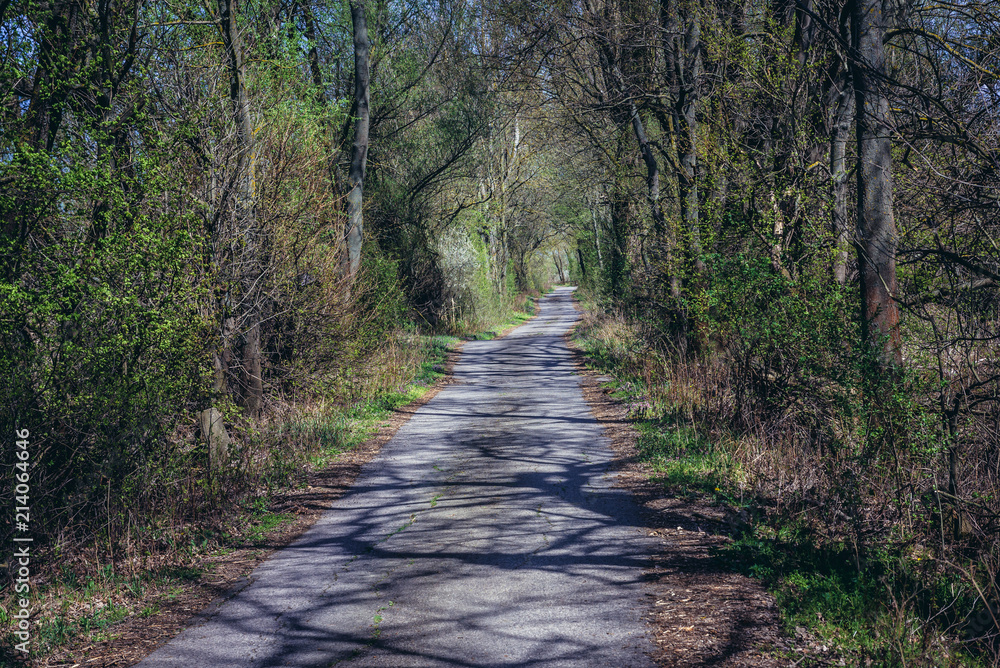 Fototapeta premium Bicycle path in small forest over River Morava in Slovakia