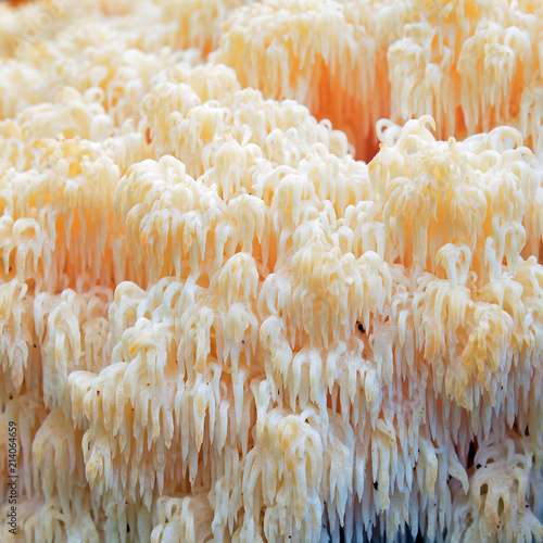 Hericium erinaceus fungus