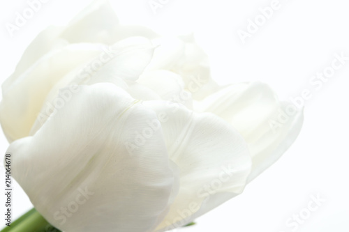 Fototapeta Naklejka Na Ścianę i Meble -  White Tulips