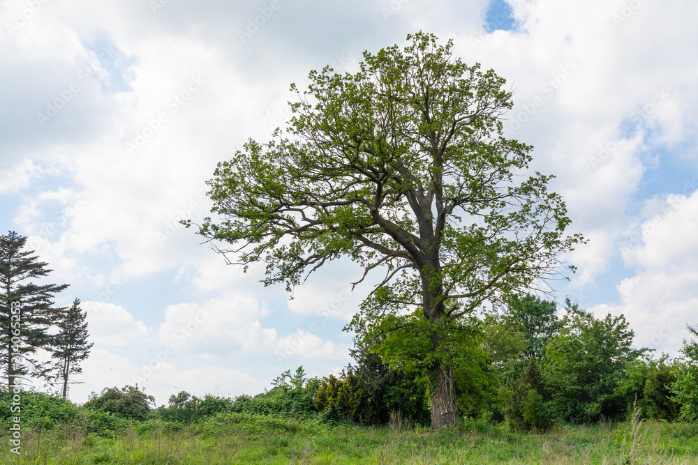 Fototapeta premium field with trees and blue sky