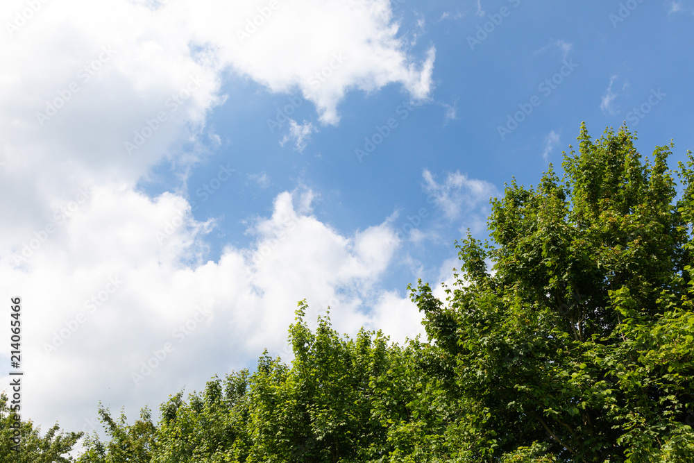 field with trees and blue sky