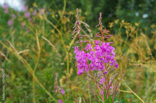 Medicinal plant Ivan-tea. Epilobium narrow-leaved. Koporsky tea. photo