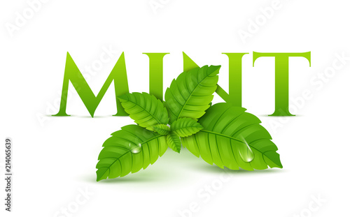 Fresh mint leaf. Vector menthol healthy aroma. Herbal nature plant. Spearmint green leafs