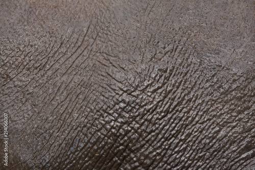 Asian elephant (Elephas maximus). Skin texture