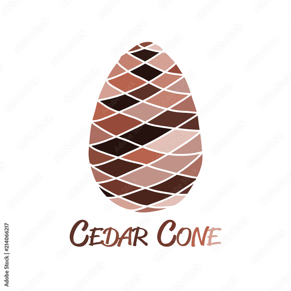 Cedar cone, sketch for your design Cedar cone, sketch for your design