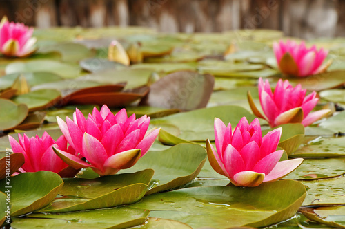 Beautiful water lilies blossoming in a pond