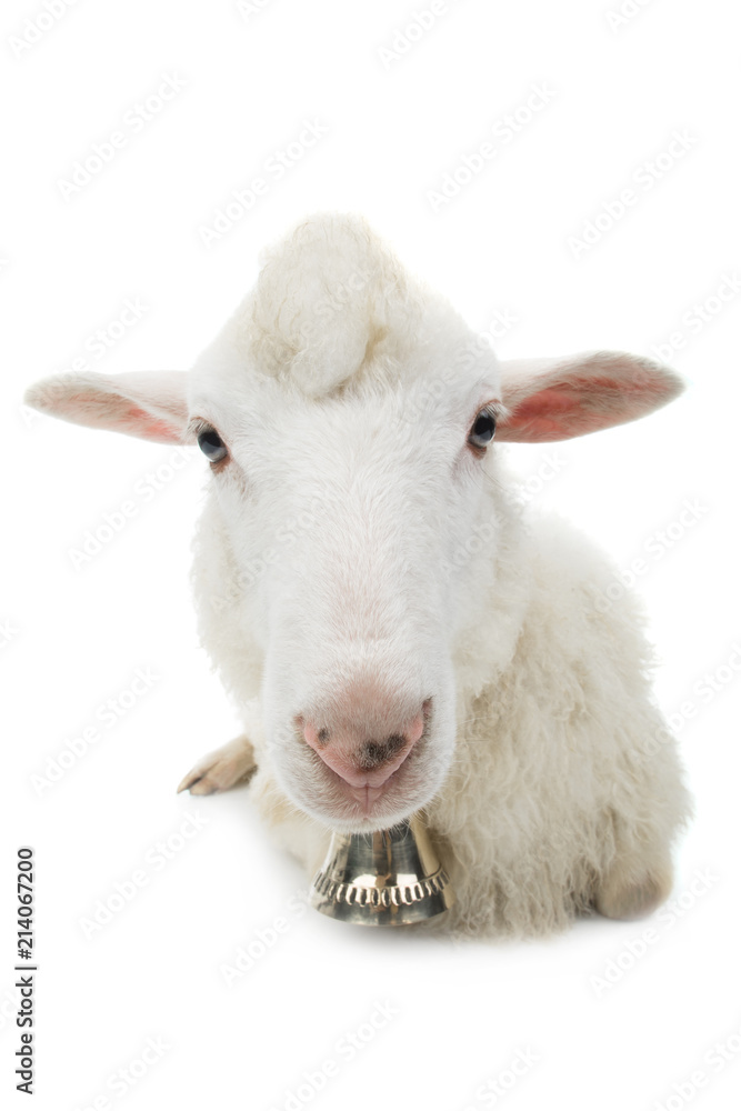 Fototapeta premium sheep with bell isolated