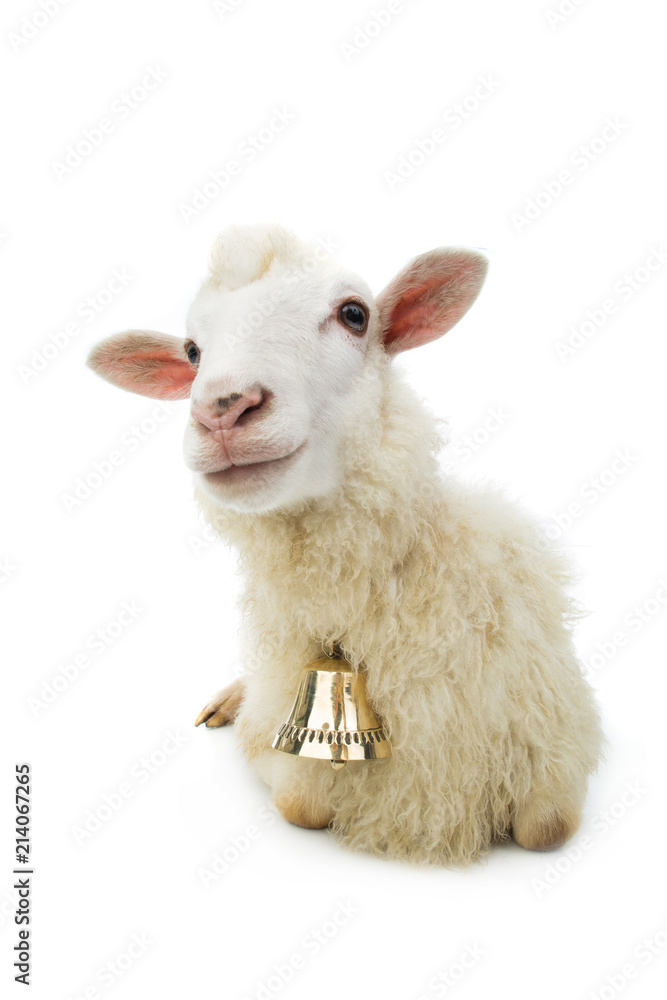 Fototapeta premium sheep with bell isolated