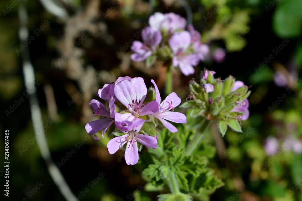 Fototapeta premium Close-up of Pelargonium Graveolens Flowers, Nature, Macro