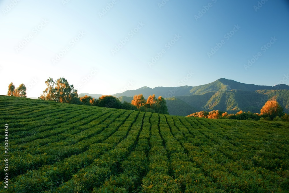 Evening in the mountains. Trees and meadow in the background of high rocky mountains.