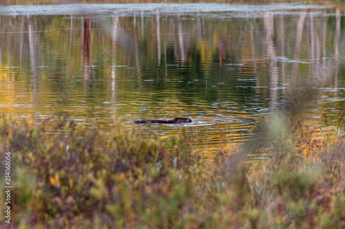 Otter swimming in La Mauricie National Park  Canada 