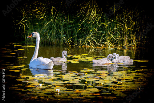 Female of mute swan and its young chicks