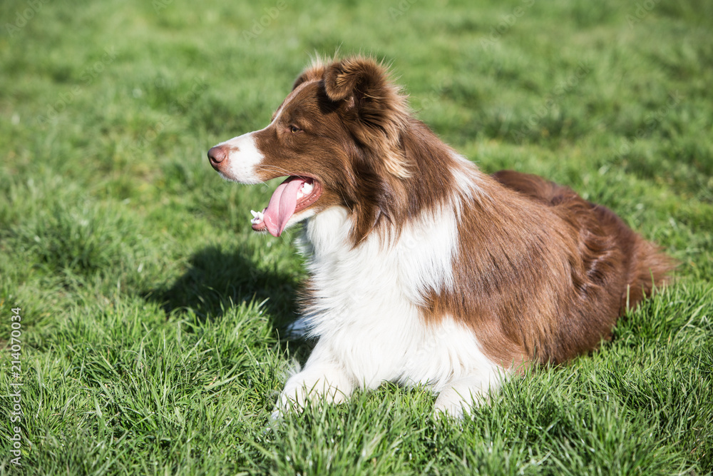 Portrait of Border Collie in Belgium Portrait of Border Collie in Belgium