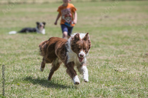 Portrait of Border Collie on a walk and fresbee dog training in Belgium