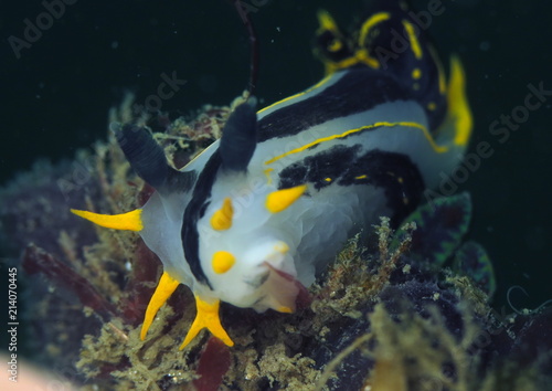 Polycera capensis-Crowned nudibranch in Chowder Bay, Sydney, Australia