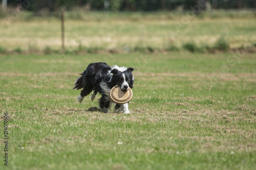 Portrait of Border Collie on a walk and fresbee dog training in Belgium