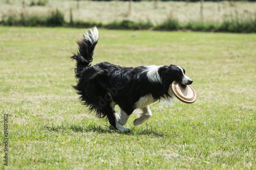 Portrait of Border Collie on a walk and fresbee dog training in Belgium