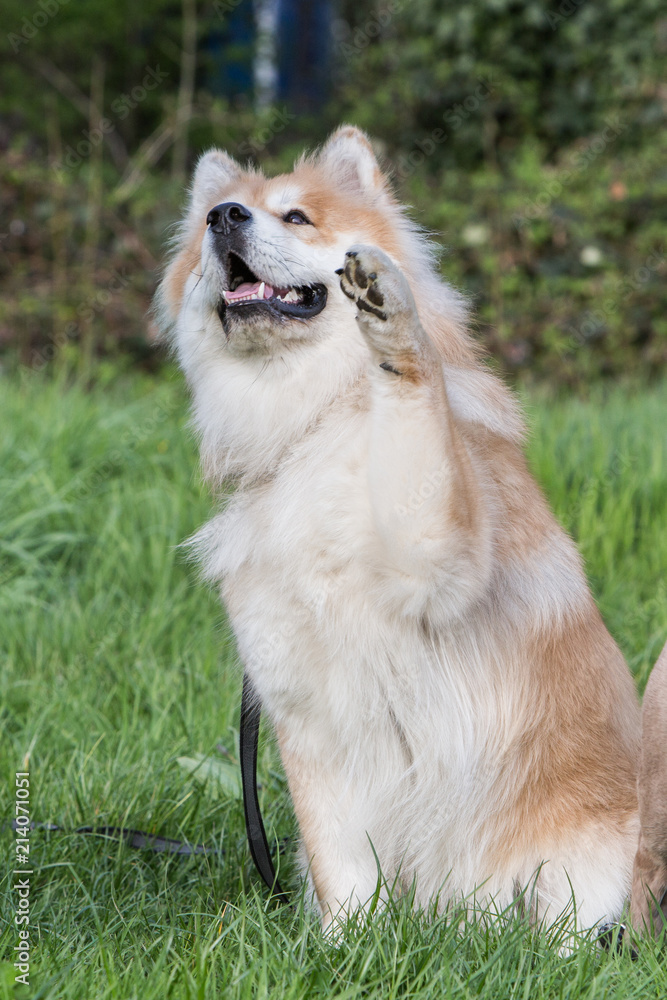 Portrait of atika dog inu walking in Belgium Portrait of atika dog inu walking in Belgium