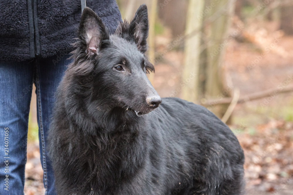 Portrait of Belgian Shepherd groenendeal in Belgium Portrait of Belgian Shepherd groenendeal in Belgium