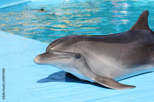 dolphin in the blue water pool