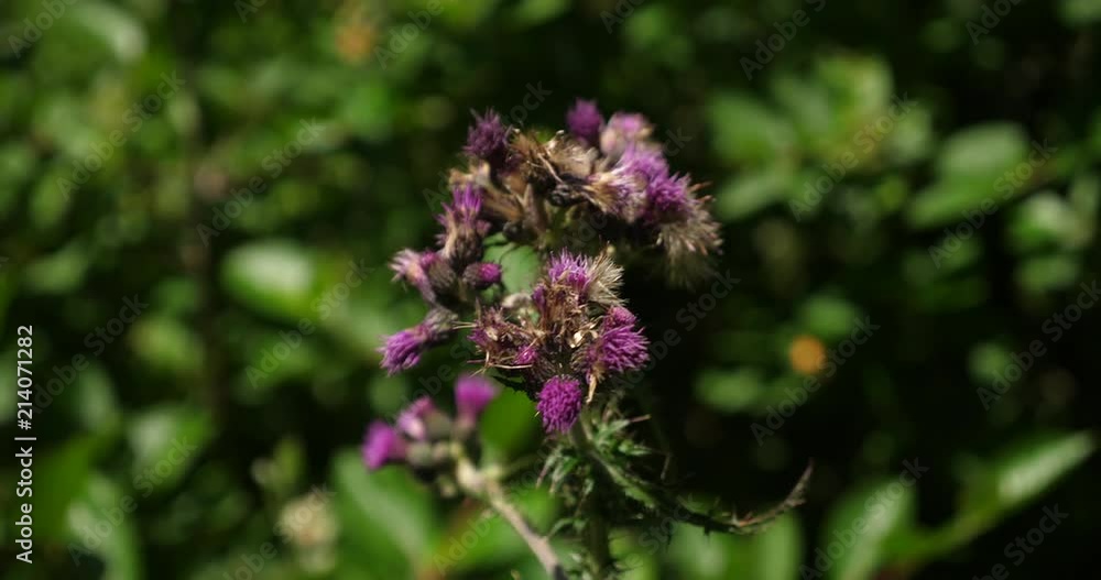 A pink flower against green background. Narrow depth of field. A pink flower against green background. Narrow depth of field.