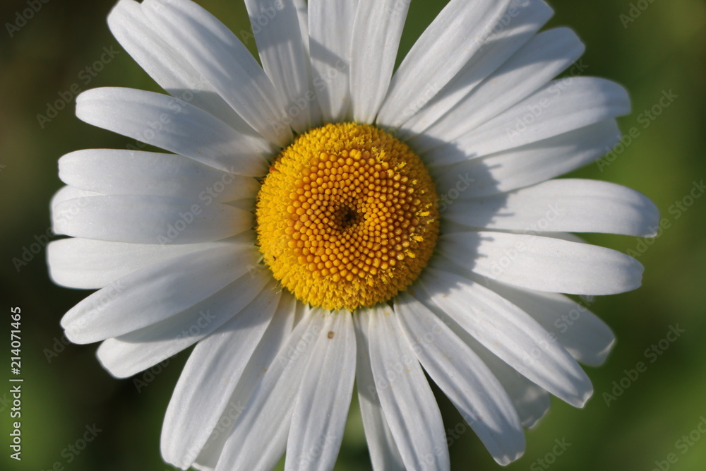 Fototapeta premium Chamomile garden. white flowers of Russian chamomile daisy. Beautiful nature scene with blooming medical chamomilles in sun flare. Alternative medicine Spring Daisy. Summer flowers.