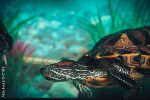 Isolated close-up of a red-eared slider turtle red-eared terrapin in a pond photo