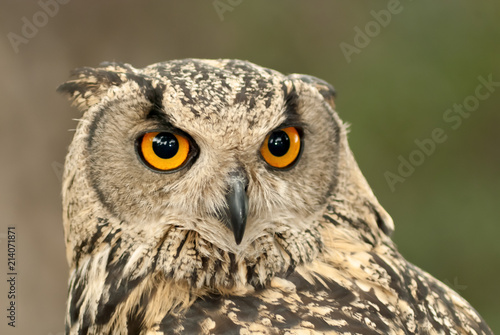 Owl portrait of the Bengali breed