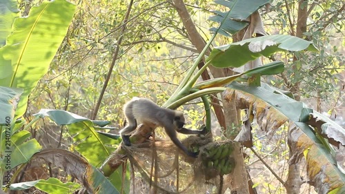 Monkey launch. Ape steal and eat bananas.