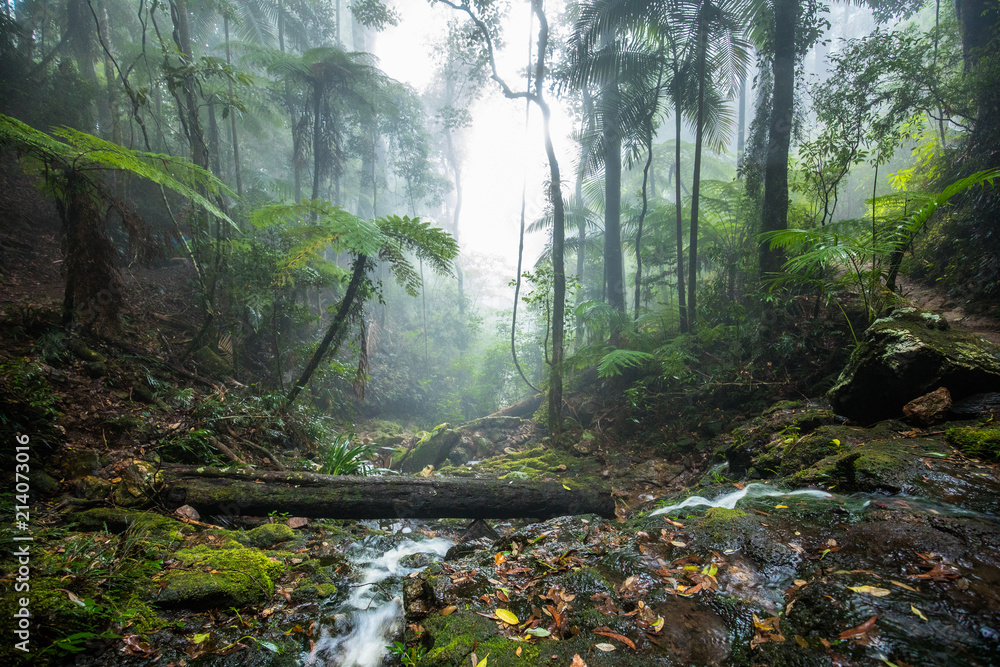 Fototapeta premium Twin Falls hike in the Springbrook National Park, Queensland