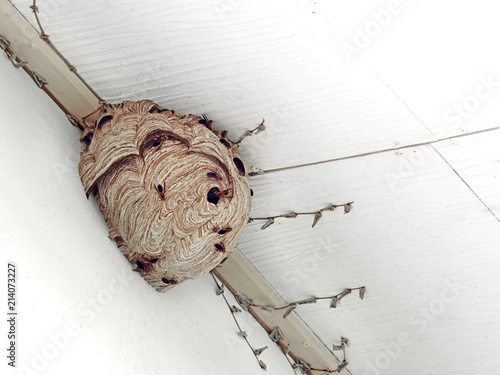 Huge Hornet Nest on The Ceiling