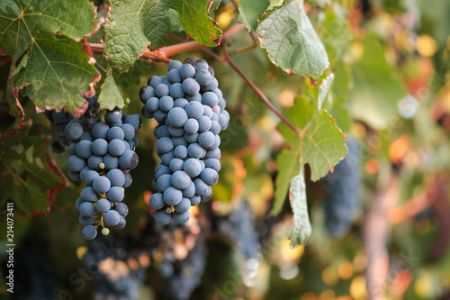 Wallpaper Mural Two bunches of Syrah wine grapes on colorful vine at sunset Torontodigital.ca