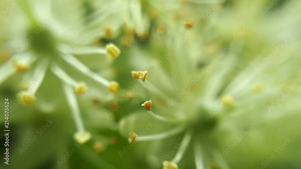 Linden tree flowers Linden tree flowers