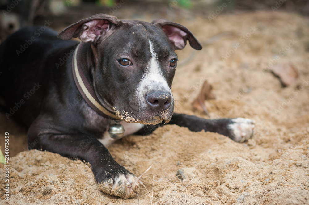 Black Pit bull puppy funny play sand background