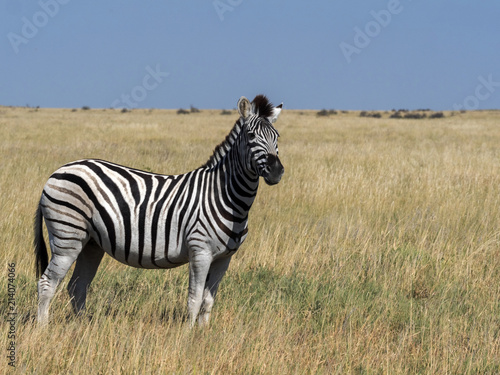 Stallion Damara zebra  Equus burchelli antiquorum  in high grass in Makgadikgadi National Park  Botswana