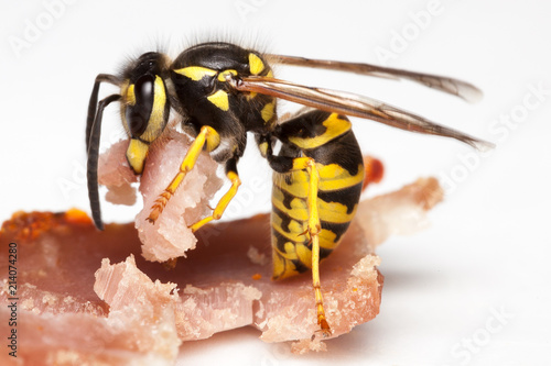Wasp cutting meat from a slice of ham