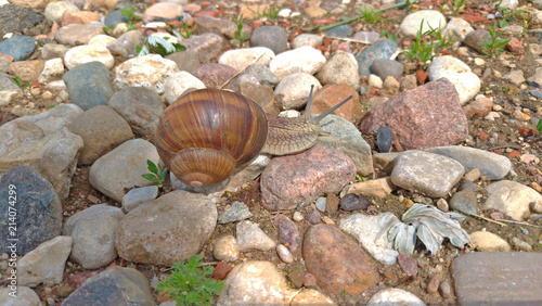 A large grape snail crawls on a stone, sitting on a rock photo