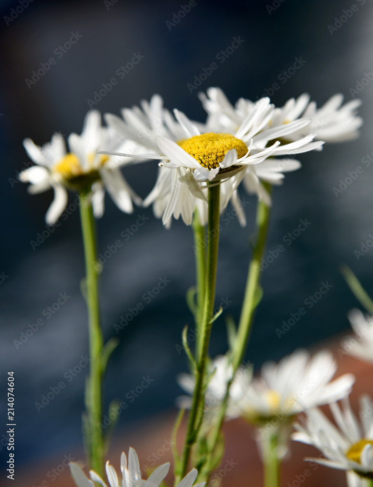 abstract with daisies in the gaden abstract with daisies in the gaden