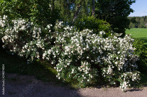 Fototapeta Naklejka Na Ścianę i Meble -  White rose rosa spinosissima blooming