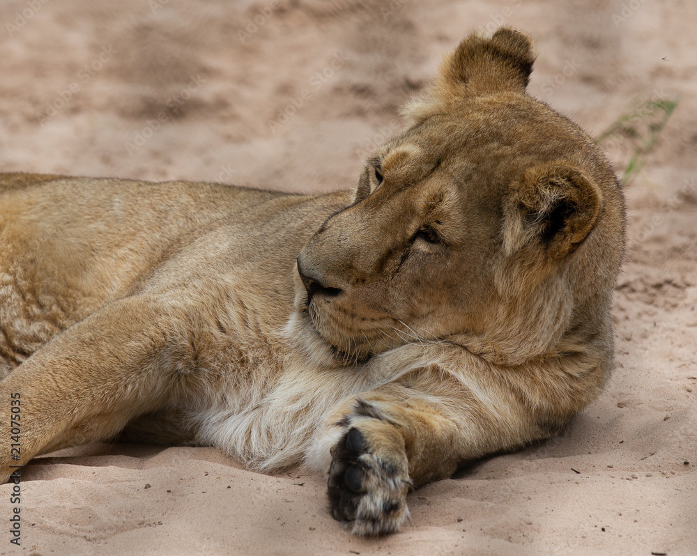 Lioness Lioness