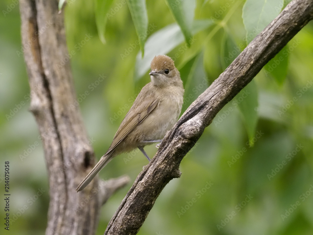 Blackcap, Sylvia atricapilla Blackcap, Sylvia atricapilla