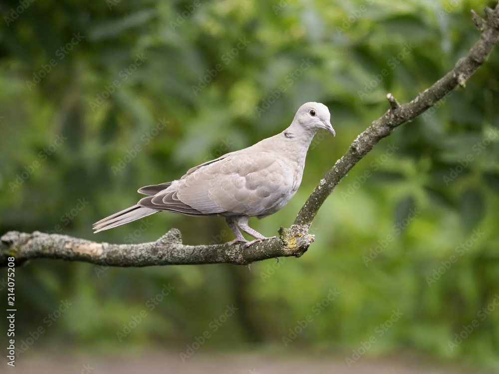 Fototapeta premium Collared dove, Streptopelia decaocto