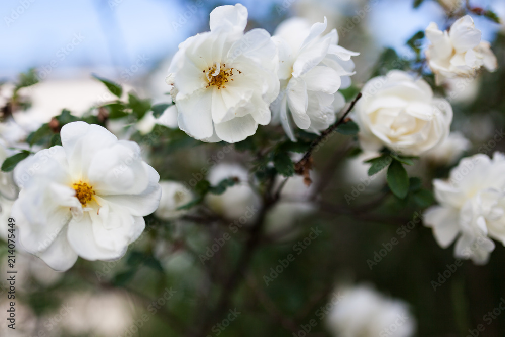 Fototapeta premium White rose rosa spinosissima blooming