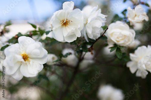 White rose rosa spinosissima blooming