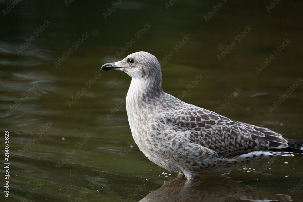 Young wild seagull standing Young wild seagull standing