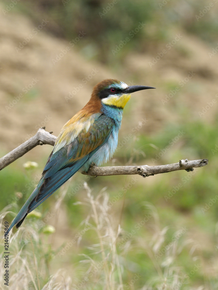 European bee-eater, Merops apiaster European bee-eater, Merops apiaster
